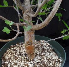 Load image into Gallery viewer, Bursera fagaroides Big Plants! Seed Grown