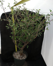 Load image into Gallery viewer, Bursera fagaroides Big Plants! Seed Grown