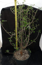 Load image into Gallery viewer, Bursera fagaroides Big Plants! Seed Grown