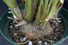 Load image into Gallery viewer, Calibanus hookeri 5" caudex!