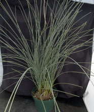 Load image into Gallery viewer, Calibanus hookeri 5" caudex!