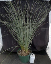 Load image into Gallery viewer, Calibanus hookeri 5" caudex!