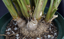Load image into Gallery viewer, Calibanus hookeri 5" caudex!