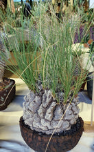Load image into Gallery viewer, Calibanus hookeri 5" caudex!