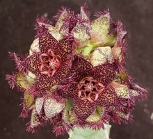 Load image into Gallery viewer, Caralluma foetida