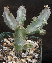 Load image into Gallery viewer, Caralluma foetida