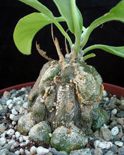 Load image into Gallery viewer, Cephalopentandra ecirrhosa