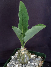 Load image into Gallery viewer, Cephalopentandra ecirrhosa
