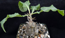 Load image into Gallery viewer, Cephalopentandra ecirrhosa