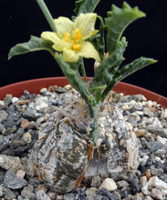Load image into Gallery viewer, Cephalopentandra ecirrhosa
