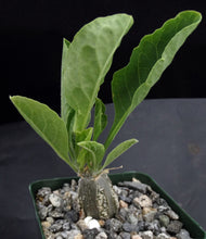 Load image into Gallery viewer, Cephalopentandra ecirrhosa