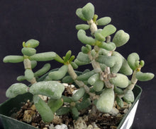 Load image into Gallery viewer, Ceraria pygmaea