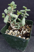 Load image into Gallery viewer, Ceraria pygmaea