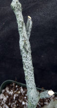 Load image into Gallery viewer, Cynanchum aphyllum *Uncommon Gray Form!*