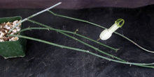 Load image into Gallery viewer, Ceropegia ampliata