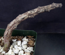 Load image into Gallery viewer, Ceropegia stapeliiformis