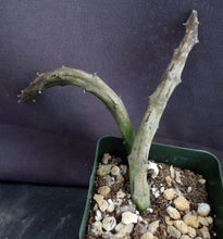 Load image into Gallery viewer, Ceropegia stapeliiformis
