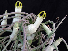 Load image into Gallery viewer, Ceropegia ampliata