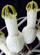 Load image into Gallery viewer, Ceropegia ampliata