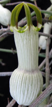 Load image into Gallery viewer, Ceropegia ampliata
