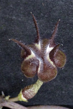 Load image into Gallery viewer, Ceropegia stapeliiformis