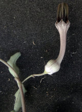 Load image into Gallery viewer, Ceropegia woodii Arrow Leaf Form