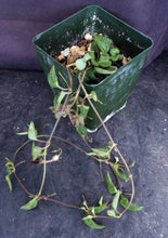 Load image into Gallery viewer, Ceropegia woodii Arrow Leaf Form