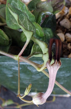 Load image into Gallery viewer, Ceropegia woodii Arrow Leaf Form