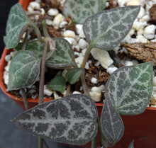 Load image into Gallery viewer, Ceropegia woodii Arrow Leaf Form