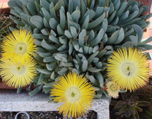 Load image into Gallery viewer, Cheiridopsis denticulata