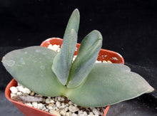 Load image into Gallery viewer, Cheiridopsis peculiaris *Blue Winter Growing Mesemb*