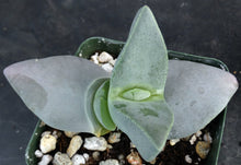 Load image into Gallery viewer, Cheiridopsis peculiaris *Blue Winter Growing Mesemb*