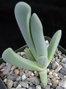 Cheiridopsis speciosa