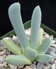 Load image into Gallery viewer, Cheiridopsis denticulata