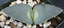 Load image into Gallery viewer, Cheiridopsis peculiaris *Blue Winter Growing Mesemb*