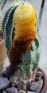 Coleocephalocereus aureus