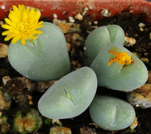 Load image into Gallery viewer, Conophytum meyeri