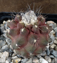 Load image into Gallery viewer, Copiapoa paposoensis