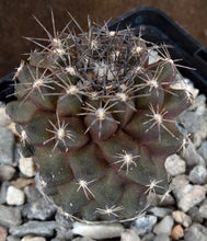 Load image into Gallery viewer, Copiapoa paposoensis