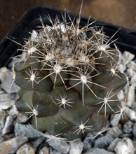 Load image into Gallery viewer, Copiapoa paposoensis