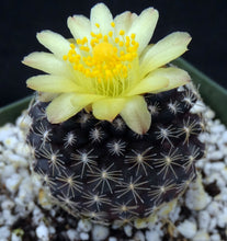 Load image into Gallery viewer, Copiapoa tenuissima *Black Cactus*