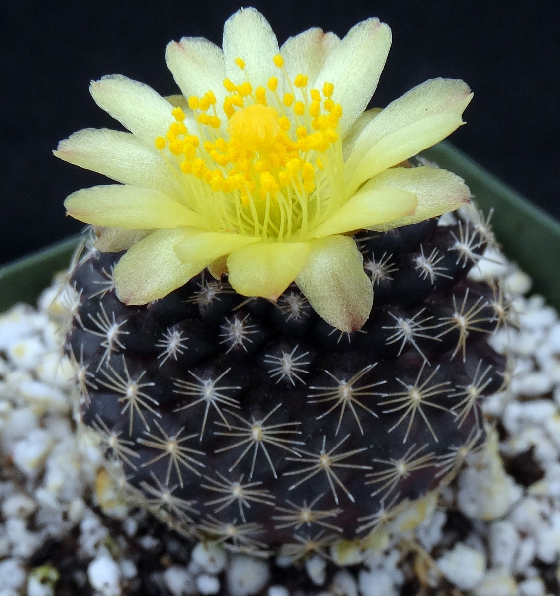 Copiapoa tenuissima *Black Cactus* – Kyle's Plants