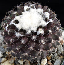 Load image into Gallery viewer, Copiapoa tenuissima *Black Cactus*