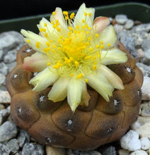Load image into Gallery viewer, Copiapoa hypogaea