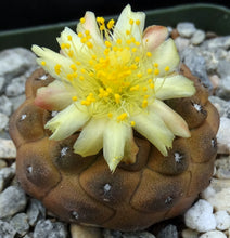 Load image into Gallery viewer, Copiapoa hypogaea (Purplish plants)