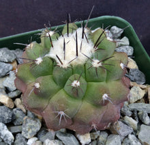 Load image into Gallery viewer, Copiapoa esmereldana