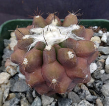 Load image into Gallery viewer, Copiapoa esmereldana