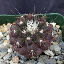 Load image into Gallery viewer, Copiapoa esmereldana