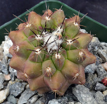 Load image into Gallery viewer, Copiapoa esmereldana