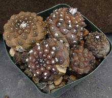 Load image into Gallery viewer, Copiapoa hypogaea Clumping plant